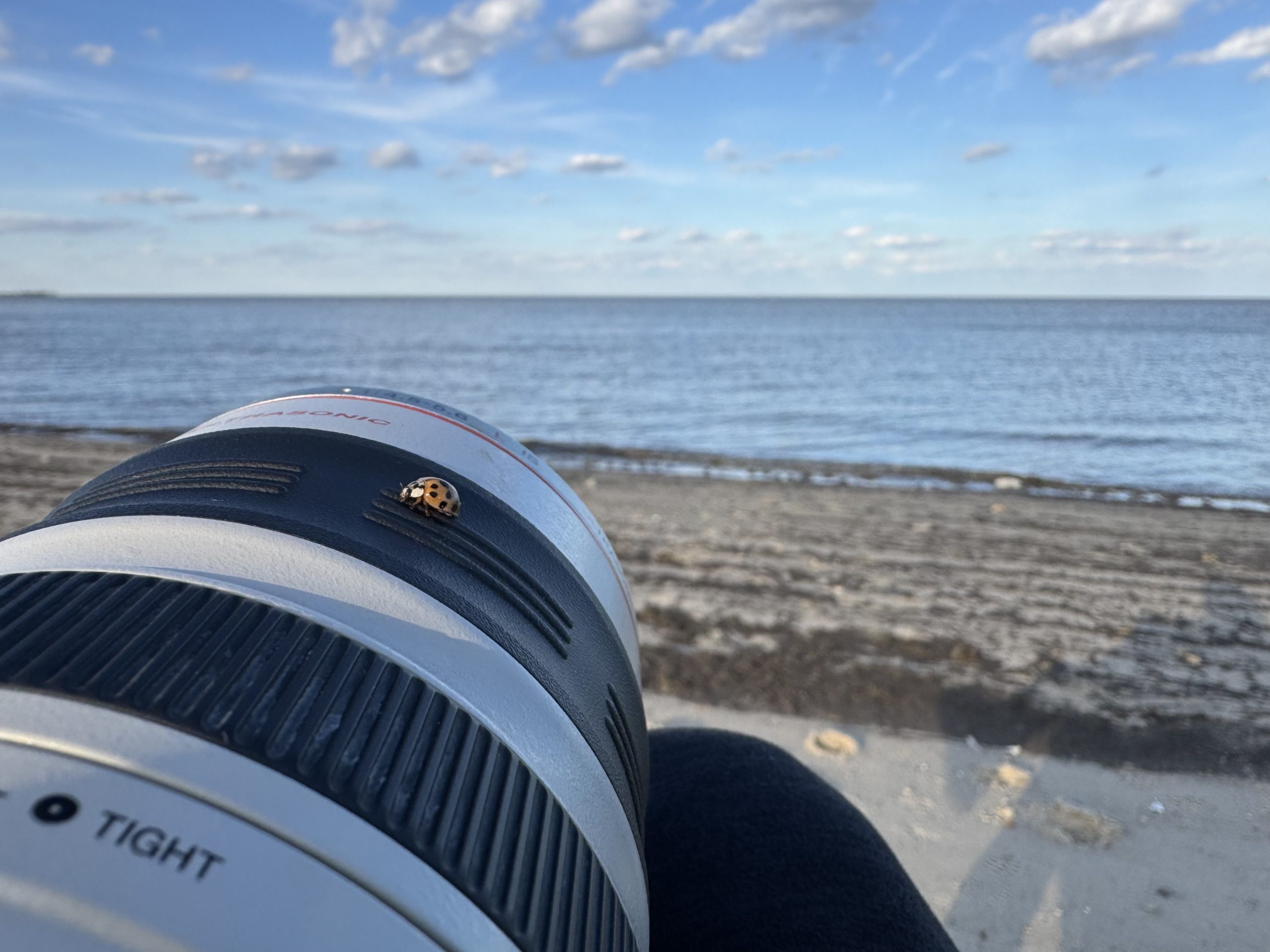 lady bug about section